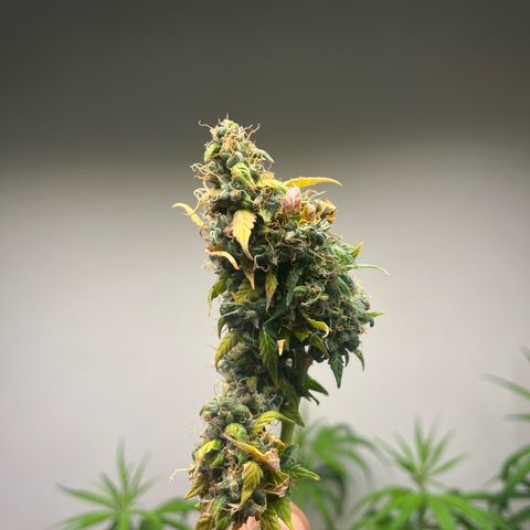 Auto Northern Lights growlog timeline photo