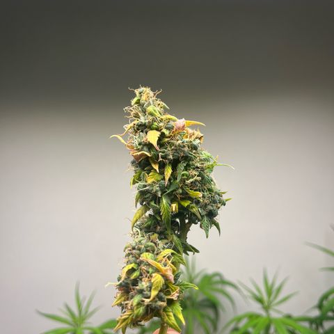 Auto Northern Lights growlog timeline photo