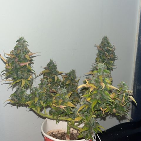 Auto Northern Lights growlog timeline photo