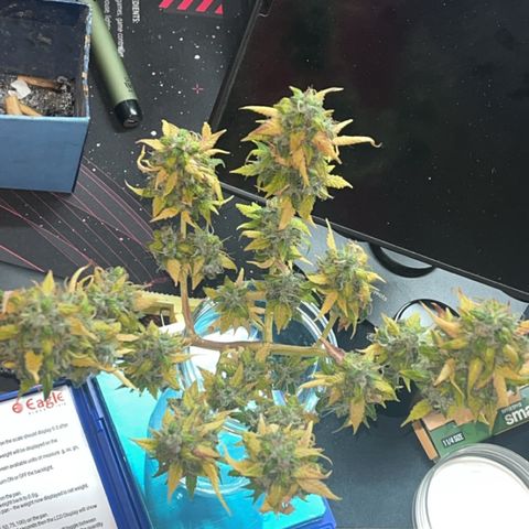 Auto Northern Lights growlog timeline photo