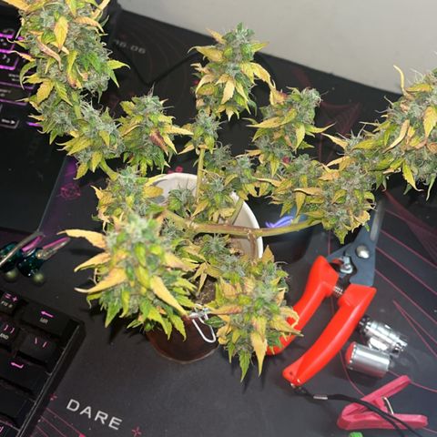 Auto Northern Lights growlog timeline photo