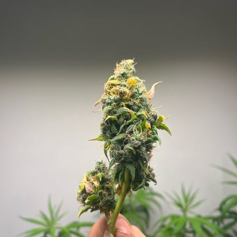 Auto Northern Lights growlog timeline photo