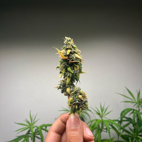 Auto Northern Lights growlog timeline photo