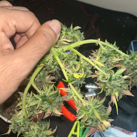 Auto Northern Lights growlog timeline photo