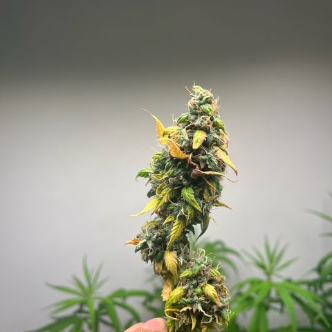 Auto Northern Lights growlog timeline photo