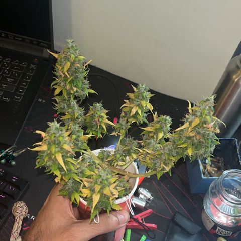 Auto Northern Lights growlog timeline photo