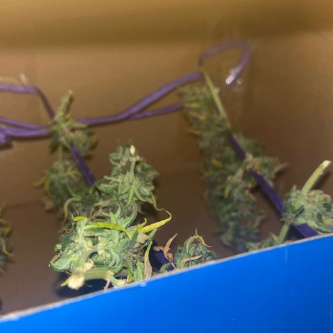 Auto Northern Lights growlog timeline photo