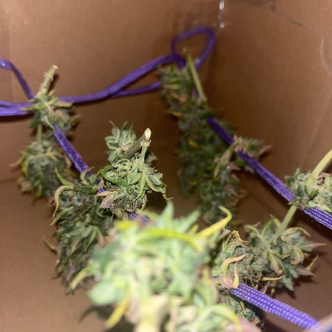 Auto Northern Lights growlog timeline photo