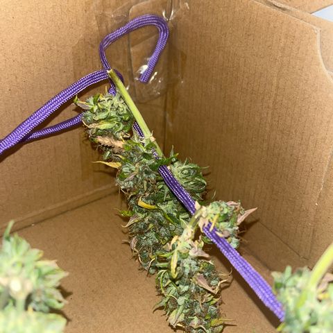 Auto Northern Lights growlog timeline photo