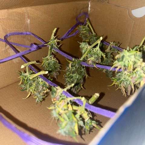 Auto Northern Lights growlog timeline photo