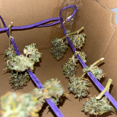 Auto Northern Lights growlog timeline photo