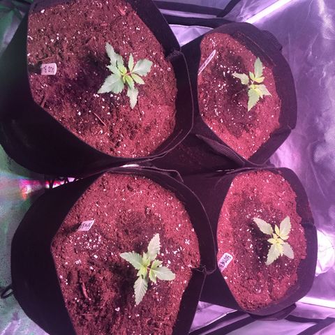 Blue Acid #1 growlog timeline photo