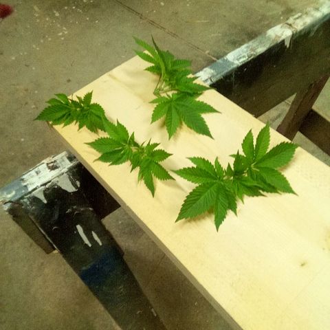 Blue Acid #1 growlog photo: Topped all plants