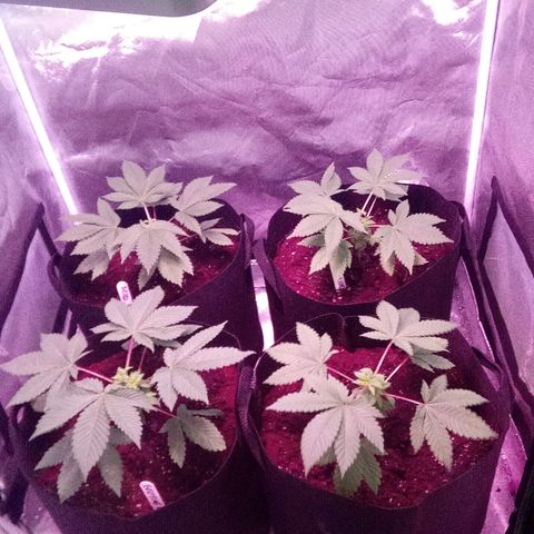 Blue Acid #1 growlog photo: Topped all plants