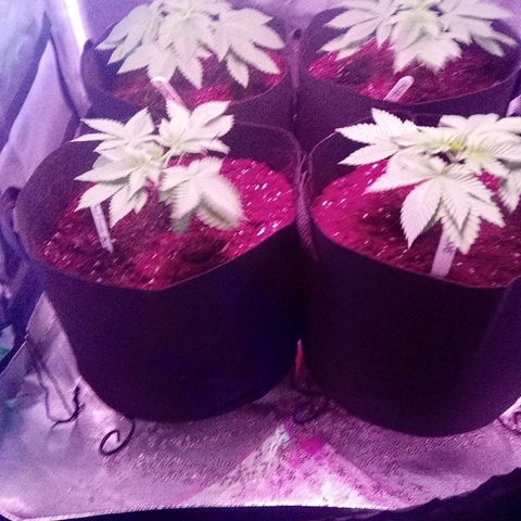 Blue Acid #1 growlog photo: Almost ready to top.