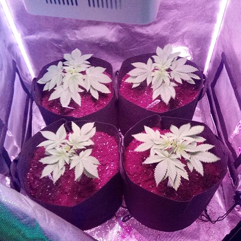 Blue Acid #1 growlog photo: Almost ready to top.