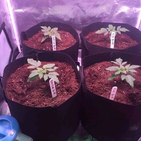 Blue Acid #1 growlog photo: Growing good.