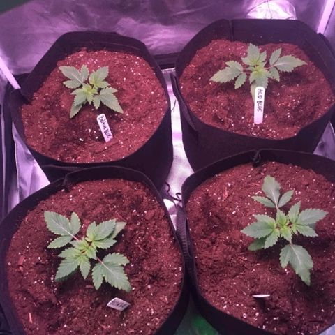 Blue Acid #1 growlog photo: Growing good.