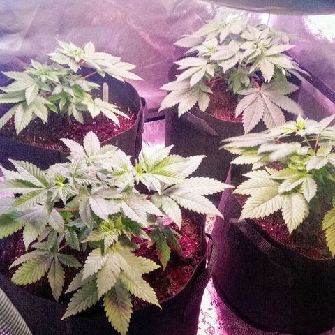 Blue Acid #1 growlog timeline photo