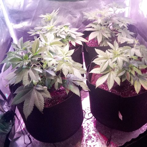 Blue Acid #1 growlog photo: Prior to pruning and pest control.