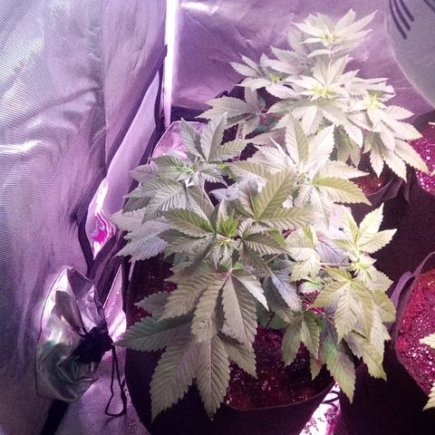 Blue Acid #1 growlog photo: Prior to pruning and pest control.