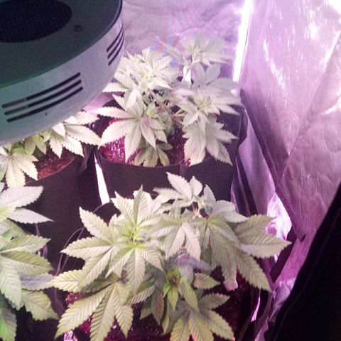 Blue Acid #1 growlog photo: Prior to pruning and pest control.