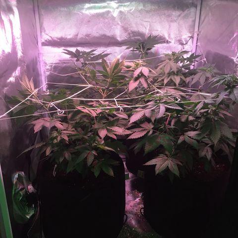Blue Acid #1 growlog photo: Day 2 of 12/12 lights