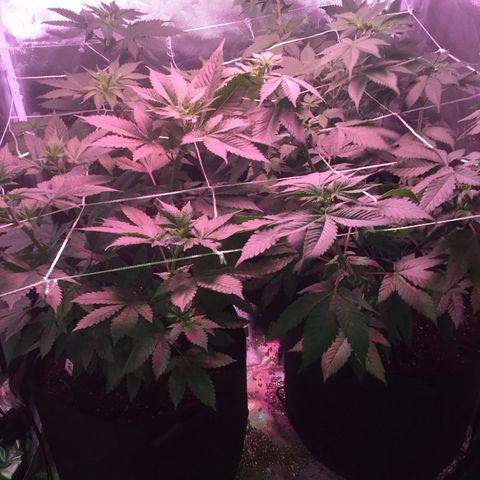 Blue Acid #1 growlog photo: Day 2 of 12/12 lights