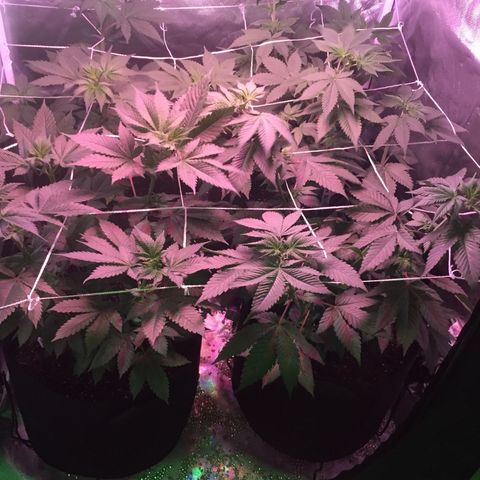Blue Acid #1 growlog photo: Day 2 of 12/12 lights