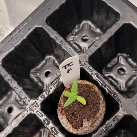 TriCross growlog timeline photo