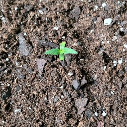 TriCross growlog timeline photo