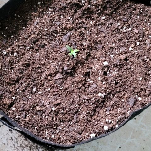 TriCross growlog timeline photo