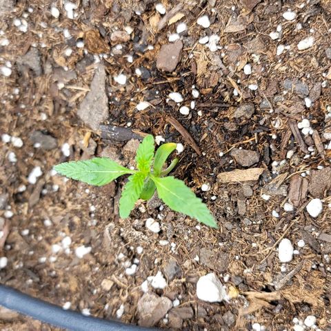 TriCross growlog timeline photo