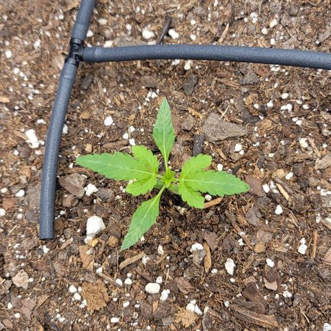 TriCross growlog timeline photo