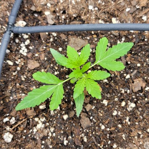 TriCross growlog timeline photo