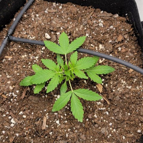 TriCross growlog timeline photo