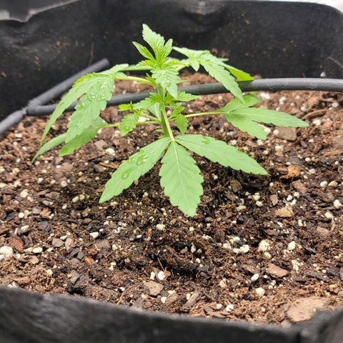 TriCross growlog timeline photo