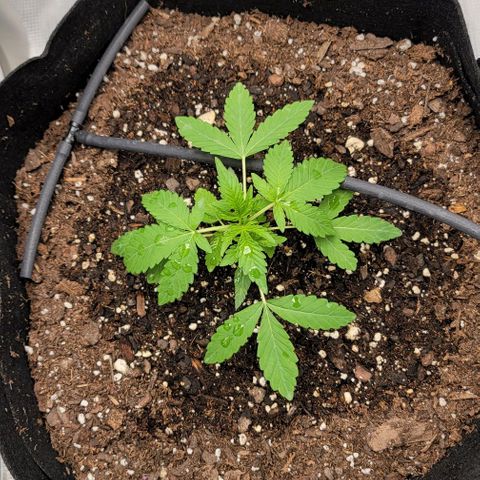 TriCross growlog timeline photo