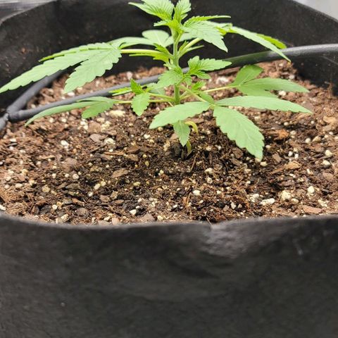 TriCross growlog timeline photo