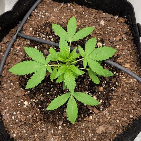 TriCross growlog timeline photo