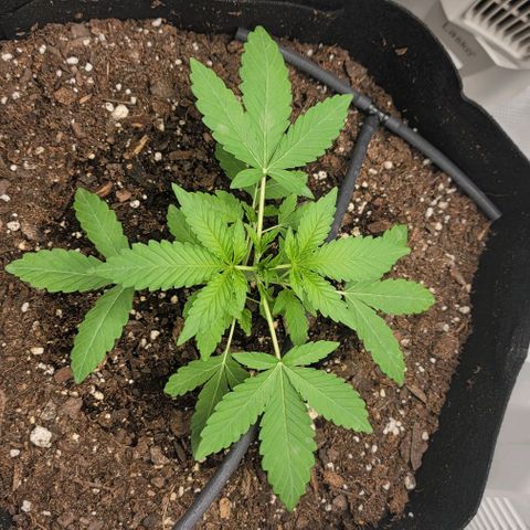 TriCross growlog timeline photo