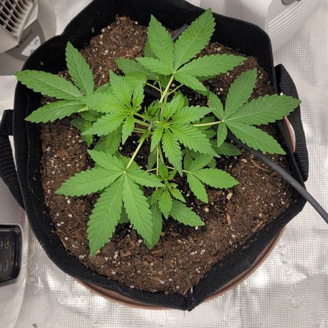 TriCross growlog timeline photo