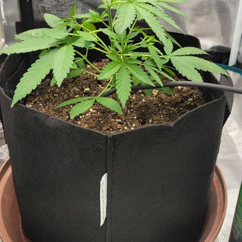 TriCross growlog timeline photo