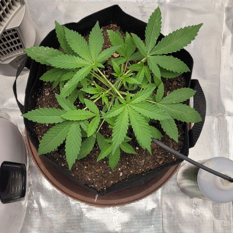 TriCross growlog timeline photo