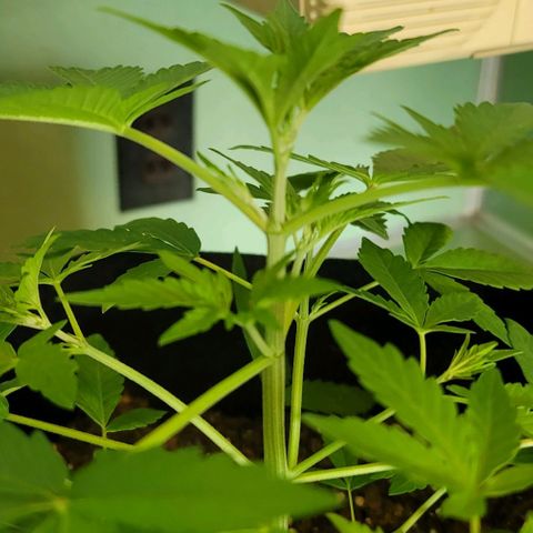 TriCross growlog timeline photo