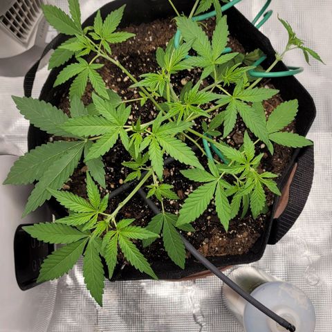 TriCross growlog timeline photo