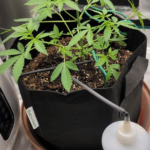 TriCross growlog timeline photo