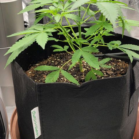 TriCross growlog timeline photo