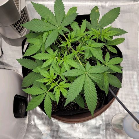 TriCross growlog timeline photo