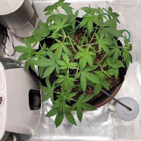 TriCross growlog timeline photo